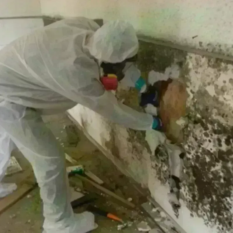 Mold Remediation and Removal in Miami-Dade County, FL